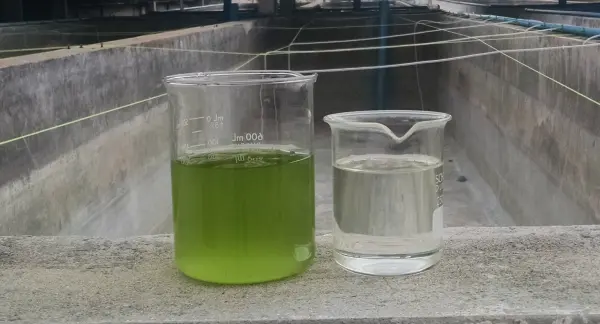 Algae Separated by Alfa Laval Disc Centrifuge
